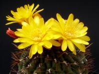 Thumbnail of 0790_Matucana aureiflora_20120429(1).jpg
